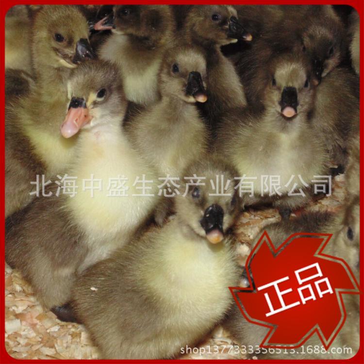 北海中盛生态产业有限公司(以下简称公司)位于广西北海市银海区,是一家现代化的民营农业高科技企业。公司成立于2010年8月,注册资金1000万元,经营范围:农业开发;生态旅游观光;农产品、海产品销售、配送;国内货物运输代理;自营和代理各类商品和技术的进出口。 公司的经营策略是:贸易先行,加工跟进,种植托底,形成科、工、贸一体化的农业产业化模式,最终将中盛生态产业示范基地2000亩核心区打造成中国东盟现代农业生态旅游度假圣地,同时在中盛基地自行种植基础上,不断加大冷库规模和加工规模,向北海当地农户大量收购瓜果