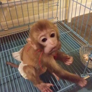贵州有没有卖小猴子的大概多少钱一只-供应产品-海南保陵养殖场