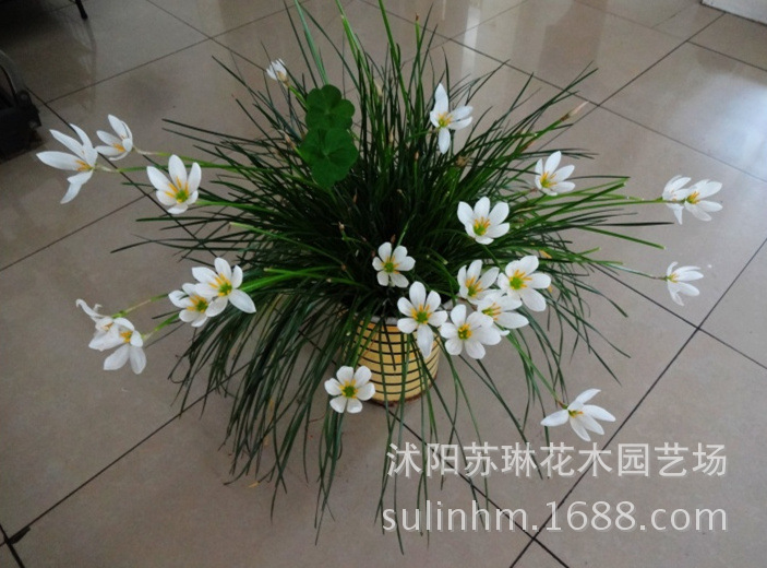江苏宿迁市沭阳县苏琳花木园艺场 ,联系热线13401880076 基地苗木品种有: 一灌木类:北海道黄杨、龙柏、卫矛、扶芳藤、金叶女贞、日本女贞、大叶黄杨、小叶黄杨、金边黄杨、红叶小檗、小叶女贞、红王子锦带、红叶石楠、胶东卫矛、法国冬青、龟甲冬青、洒金柏、棣棠、十大功劳、剑麻、红叶女贞、杜鹃、红瑞木、丁香、水腊、迎春、日本海棠、桅子花、珊瑚、连翘、侧柏、金丝桃、海桐、石榴、红天竹、地柏、沙地柏、扶芳藤、红花继木、金山绣线菊、红花绣线菊、金焰绣线菊、珍珠绣线菊、蔷薇、丰花月季、红帽月季、黄帽月季、曼海姆、微