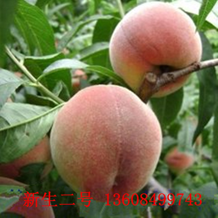 新生二号:自花结实,七月上旬成熟,,相当丰产。口味甘甜,挂树40天不软不落,果面粉红色,果底乳白。 河南省焦作市武陟县统发果树专业合作社,长期大量供应果树苗木、林木苗、绿化苗木。我基地繁育苗木已二十多年,占地万亩之多,已形成产业化。专门从事优质规范化育苗,品种规格齐全,是全国有名和规模最大综合性万亩优质苗木基地。授各位专家教授的指导,众务果能手、科技示范户的推荐,引进繁育各种新、优、名、特苗木,年产各种苗木千万株。基地本着客户第一,诚信至上的原则,与多家客户建立了长期的合作关系,以质量求效益,以信誉求发展