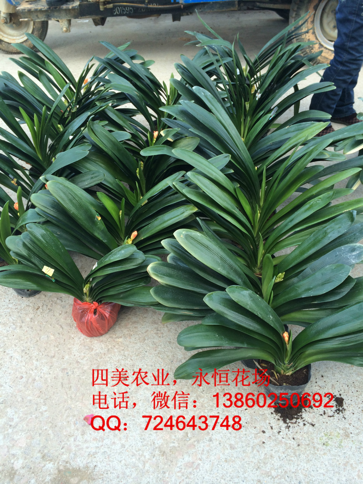 年销带花剑的大头盆栽君子兰,花大叶大头大,剑高的优质花卉产品详细说图片