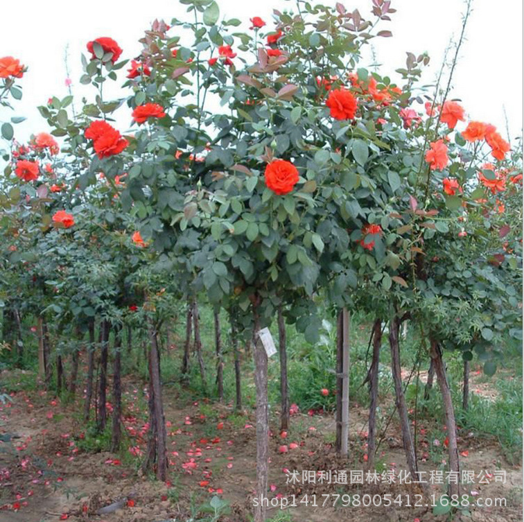 规格1-10厘米直径都有,规格不同,价格不同,具体联系旺旺或电话联系:18761122689 陈经理,拍下请留言花色,欢迎各位花友参观指导。 树状月季,又称月季树、玫瑰树,是由一个直立树干通过园艺手段(扦插、养根、育干、嫁接、修剪、整形等措施)生产出来的一种新型月季类型。 观赏效果好 形状独特、高贵典雅、层次分明,在视觉效果上令人耳目一新;造型多样,有圆球型、扇面型、瀑布型、微型等;既保留了一般月季的花香浓、花期长、花色多样等优点,又表现的更新颖、更高贵、更热烈,因此具有更高的审美价值。 绿化用途广 在环