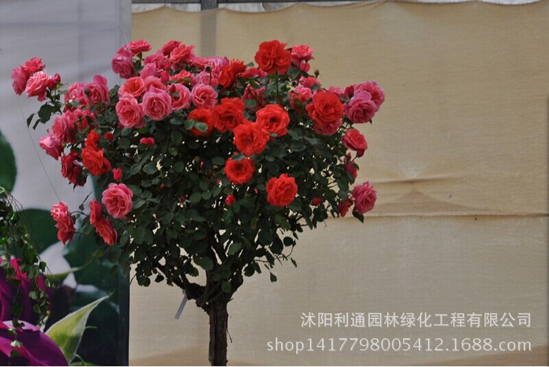 规格1-10厘米直径都有,规格不同,价格不同,具体联系旺旺或电话联系:18761122689 陈经理,拍下请留言花色,欢迎各位花友参观指导。 树状月季,又称月季树、玫瑰树,是由一个直立树干通过园艺手段(扦插、养根、育干、嫁接、修剪、整形等措施)生产出来的一种新型月季类型。 观赏效果好 形状独特、高贵典雅、层次分明,在视觉效果上令人耳目一新;造型多样,有圆球型、扇面型、瀑布型、微型等;既保留了一般月季的花香浓、花期长、花色多样等优点,又表现的更新颖、更高贵、更热烈,因此具有更高的审美价值。 绿化用途广 在环