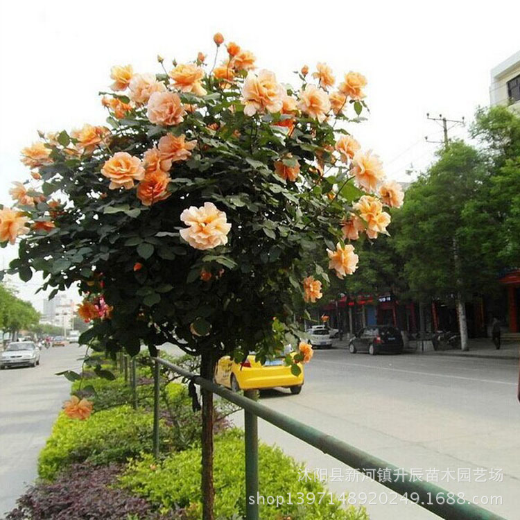 中文学名是南阳月季。界是植物界。分布在南阳月季驰名全国,但目前栽植主要集中在中国月季之乡--石桥镇。 形态特征 奥运花卉---树状月季 树状月季又称月季树、玫瑰树,它是通过两次以上嫁接手段达到标准的直立树干、树冠。本基地10几年来潜心研究,现培育出多规格树状月季30余万株(高0.
