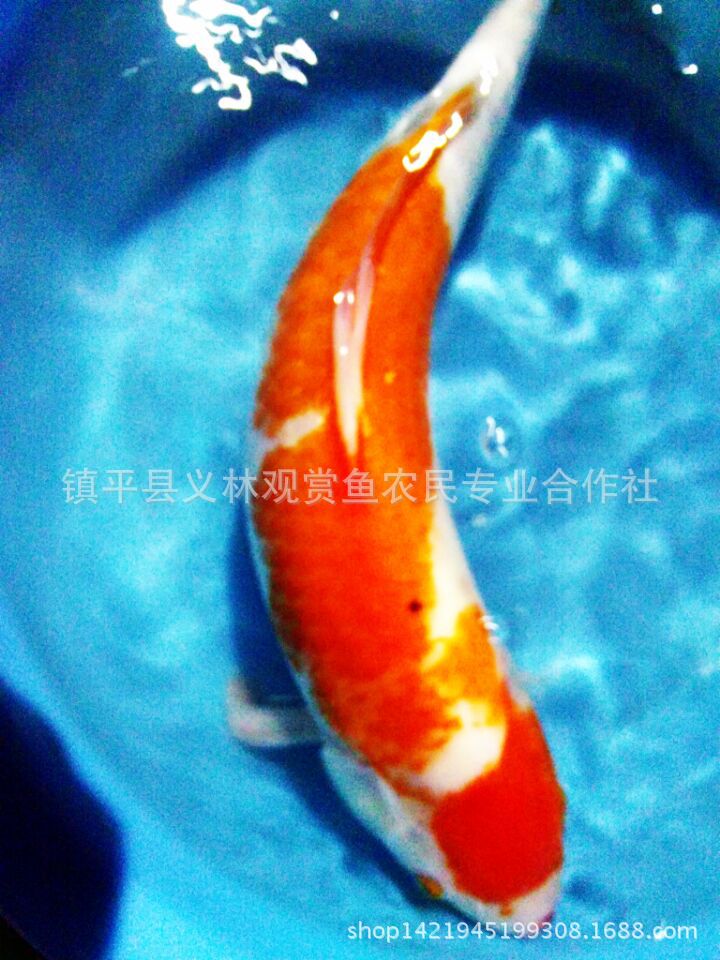 公司介绍 义林观赏鱼占面积800亩,年生产50公分以上A级、B级锦鲤近万尾,20-40公分A级、B级锦鲤50000尾左右,各种规格C级锦鲤30万尾,约10万公斤左右;另少量生产各种品种金鱼近百万尾,生产大量的黄金、白金、黑金、黑草、蓝草、红草等。义林观赏鱼与多家国内外著名锦鲤养殖场和科研单位形成了良好的合作伙伴关系,不断升级场内的硬件设施和技术管理水平,现在拥有完整、科学的质量管理体系。湖北贵人鱼锦鲤养殖场的诚信、实力和产品质量获得业界的认可。欢迎各界朋友莅临参观、指导和业务洽谈。 产品介绍:义林鱼锦鲤渔